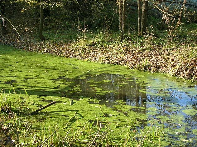 Lemna minor / Lenticchia d''acqua comune